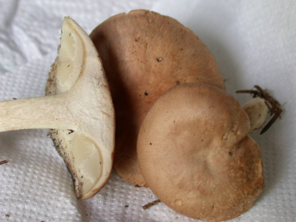 Ci (ri)provo con questo... Quizzzzzzzz